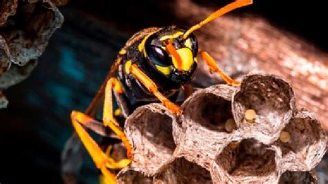 How To Get Rid Of Hornets Nest In Winter - girounde