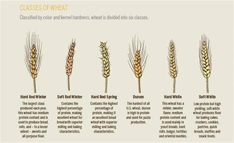 Wheat — Ag in the Classroom