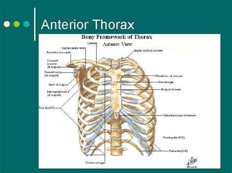 Thorax and Lungs Anterior Thorax Suprasternal notch Posterior