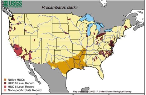 National Invasive Species Awareness Week: Red swamp crayfish - MSU ...