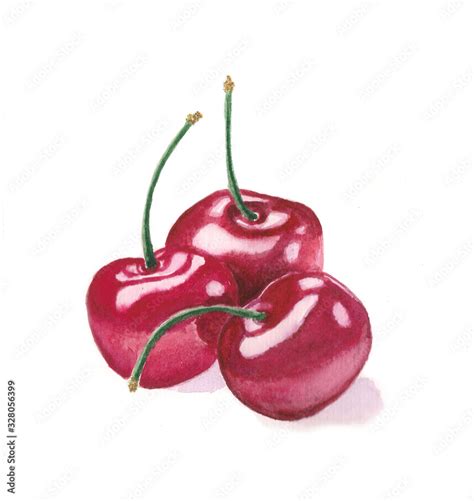 watercolor cherry drawing isolated on white background Stock Illustration | Adobe Stock