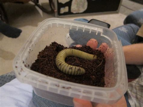 MilesIsland: Pet Millipede