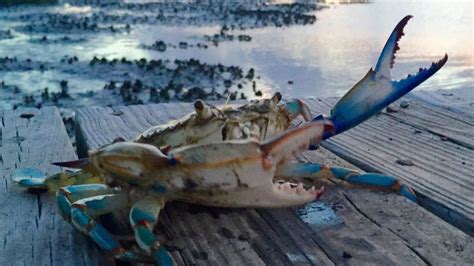 Little River's Blue Crab Festival, ShrimpFest canceled due to COVID-19