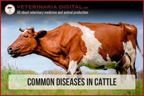 Common Diseases in Cattle