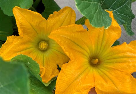 5 Reasons Cucumber and Squash Plants Lack Female Flowers - Okra In My Garden