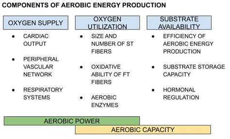 Third Gear: The Aerobic Energy System | Climb Strong