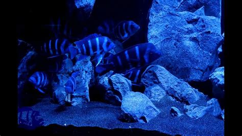 300 Gallon Zaire Blue Frontosa Aquarium - YouTube