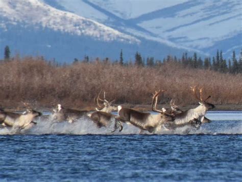 Caribou Migration Linked to Climate Cycles and Insect Pests | College of Computer, Mathematical ...