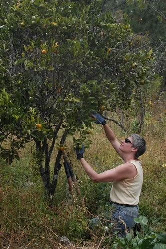 Orchard pruning « Bosque Village