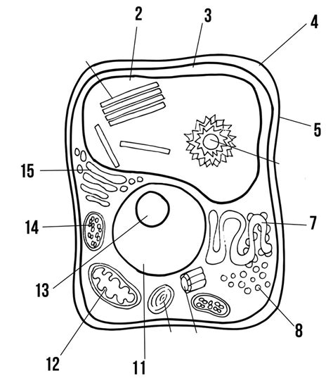 Plant Cell Diagram Unlabelled