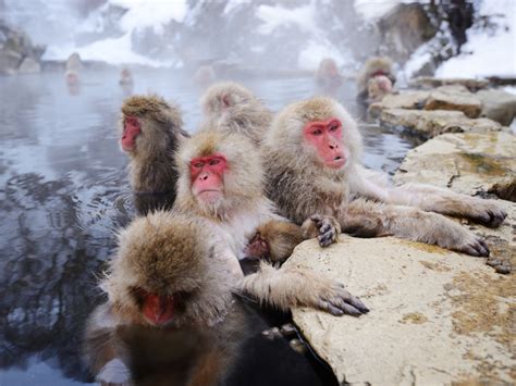 Snow Monkeys Japan Onsen - Daune Eolande