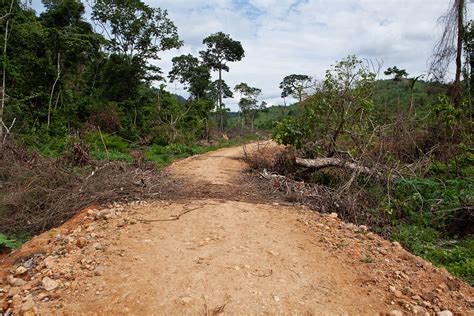 In Brazil, criminals dismantle one of the best-preserved swaths of the Amazon - South Africa Today