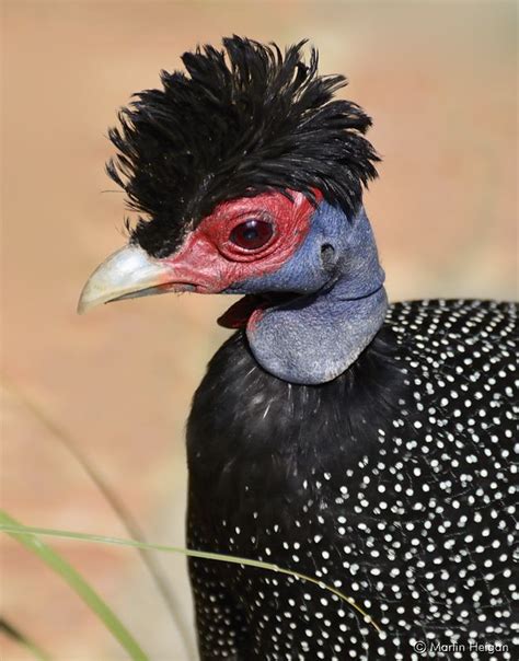 Crested Guineafowl | Pet birds, Beautiful birds, Wild birds