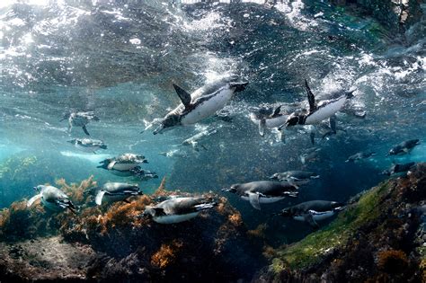 Safeguarding Galápagos Penguins from Climate Change | Galápagos Conservancy