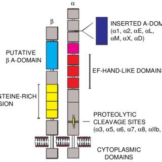 Schematic diagram of integrin structure (adapted from Newham and... | Download Scientific Diagram