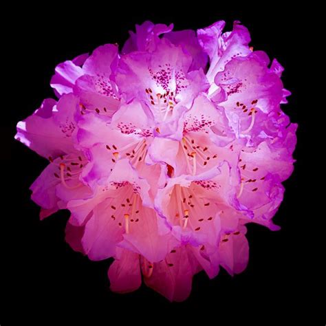 Rhododendron in the Light - Art Lovers Australia