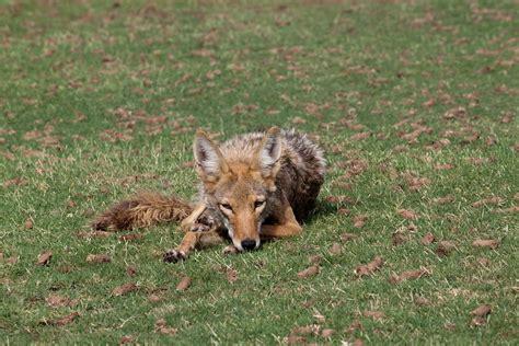 Urban Coyotes | This coyote let me get up close and personal… | Flickr