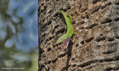 Anolis carolinensis – Anole Annals