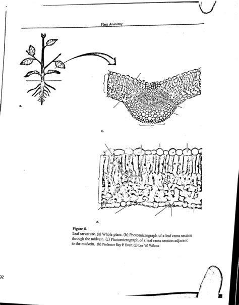 32 Label A Leaf Diagram - Label Design Ideas 2020