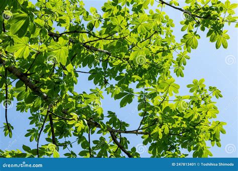 The Leaves of the Japanese Horse Chestnut Tree are Very Beautiful when Exposed To the Sunlight ...