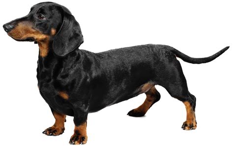 Dachshund, The Wiener Dog: Breed Fact Sheet, Pros & Cons