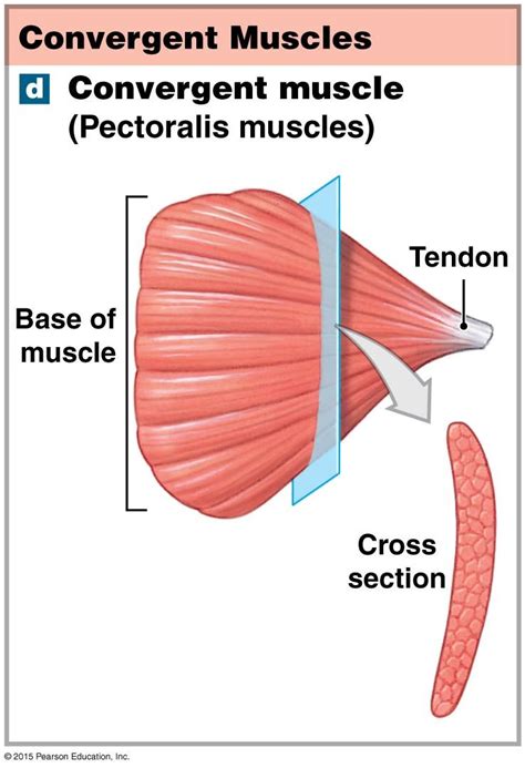 The different muscle types based on patterns of fascicle organization. | Human body systems ...