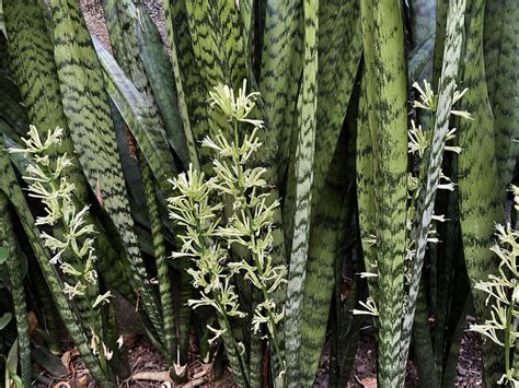 La lengua de suegra - Sansevieria trifasciata - MundoForestal