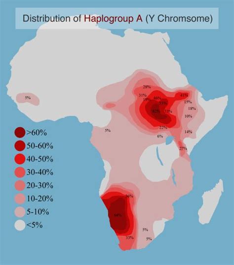 - Distribution of Haplogroup A the earliest diverging... | Map, Africa art, Family tree dna