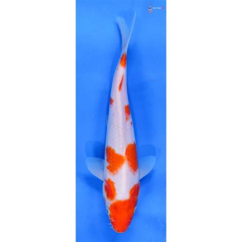 8” Kohaku | Koi Fish For Sale