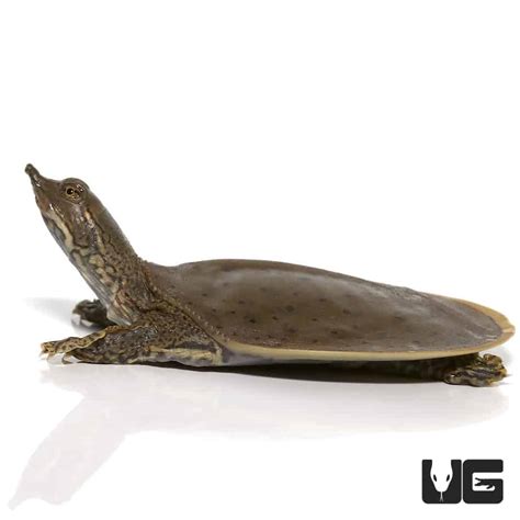 Baby Spiny Softshell Turtles (Apalone spinifera) For Sale - Underground Reptiles