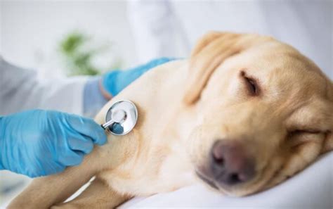 Addison’s Disease in Dogs | Great Pet Care