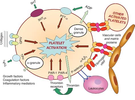 Effects of hormones on platelet aggregation | Semantic Scholar