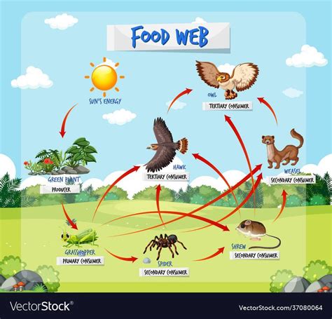 Food chain diagram concept on forest background vector image on VectorStock in 2024 | Food chain ...