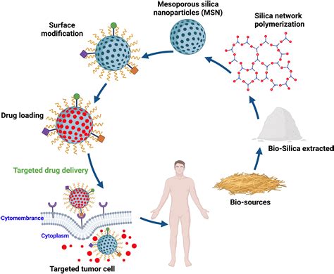 Full article: How Advancing are Mesoporous Silica Nanoparticles? A Comprehensive Review of the ...