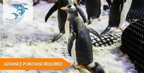 Dubai Aquarium & Underwater Zoo + Penguin Encounter Cove from AED 179 ...