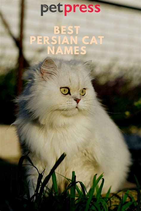 Persian Cat Names: 350 Best Names for Persian Cats | PetPress