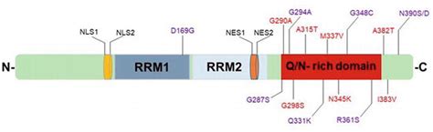 The Role of TDP-43 in Genome Repair and beyond in Amyotrophic Lateral ...