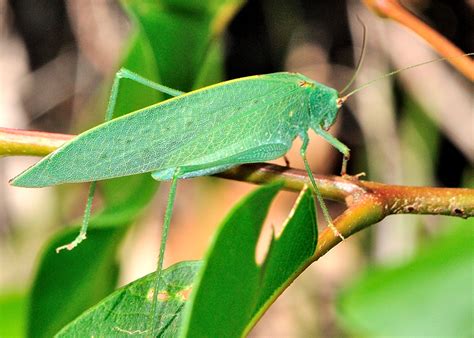 Dark Green Katydid - ? Caedicia webberi