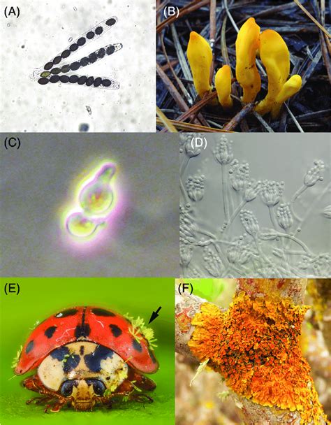 Diversity of Ascomycota. (A) Asci from Sordaria fimicola... | Download Scientific Diagram