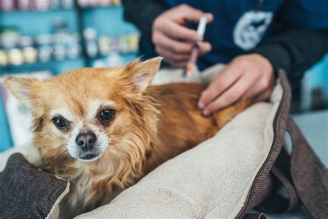 The Chihuahua Lifespan: How Long Do Chihuahuas Live?