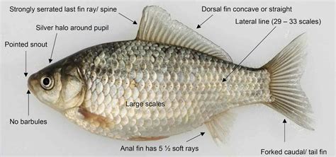 Invasive Prussian carp confirmed in four fisheries in England | Angling Times