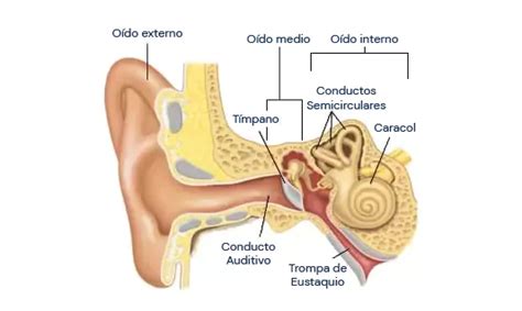 Estructura Del Oido Interno