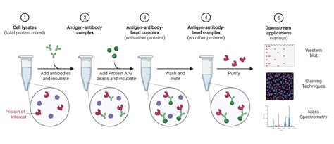 Co Ip Lysis Buffer Recipe | Bryont Blog