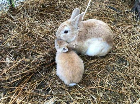 How to Take Care of a Baby Rabbit | Other People's Pets