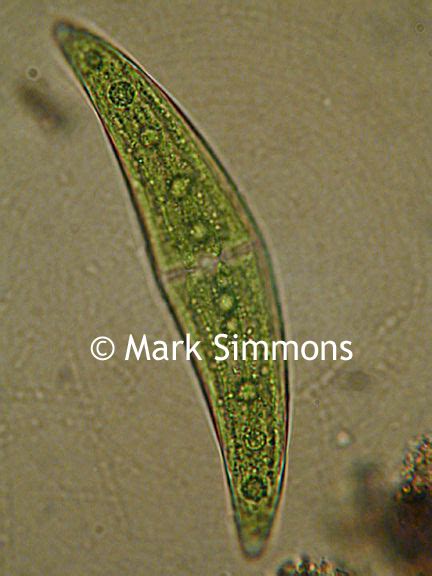 Microscope World Blog: Closterium under the Microscope