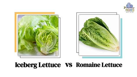 Iceberg Lettuce vs. Romaine: Flavors, Vitamins, and Tasty Substitutes - SESO OPEN