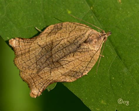 Family Tortricidae (Tortricid Moths) | Butterflies and Moths of North ...