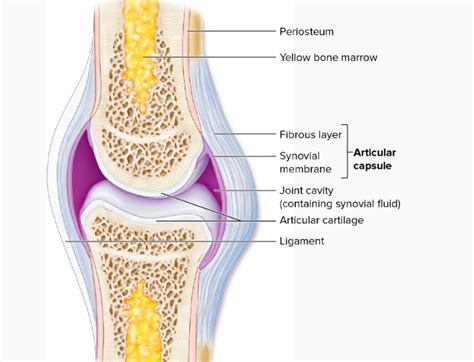 Function Of Articular Cartilage Quizlet - slidesharetrick