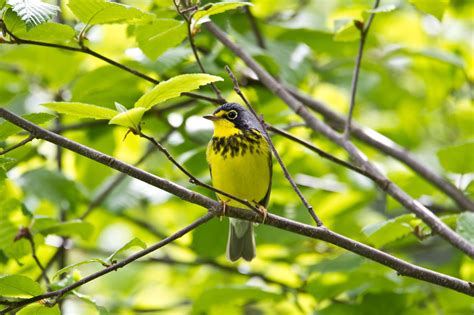 How Nova Scotia naturalists forced the province to uphold its ...