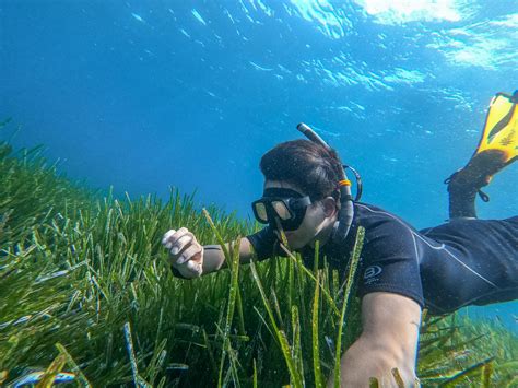 Posidonia Gardeners - Impetus4cs - Impetus For Citizen Science Project